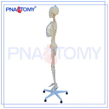 Modèle squelette de PNT-0104, squelette artificiel, modèle d&#39;anatomie de squelette